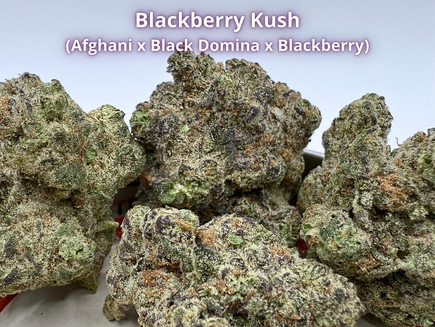 Blackberry Kush