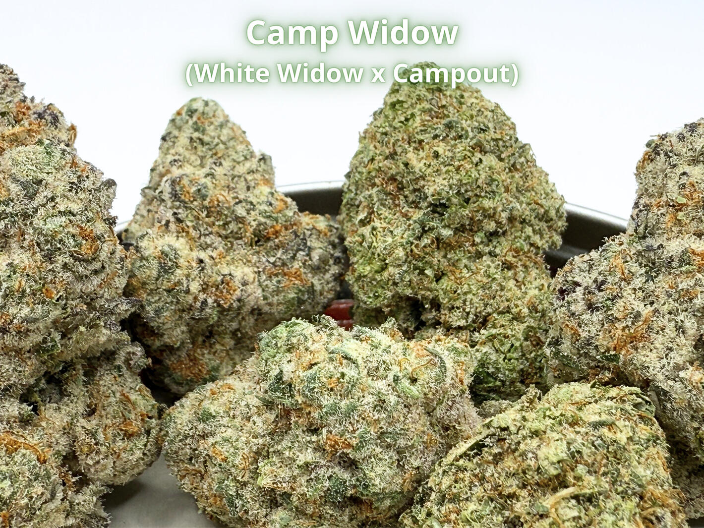 Camp Widow