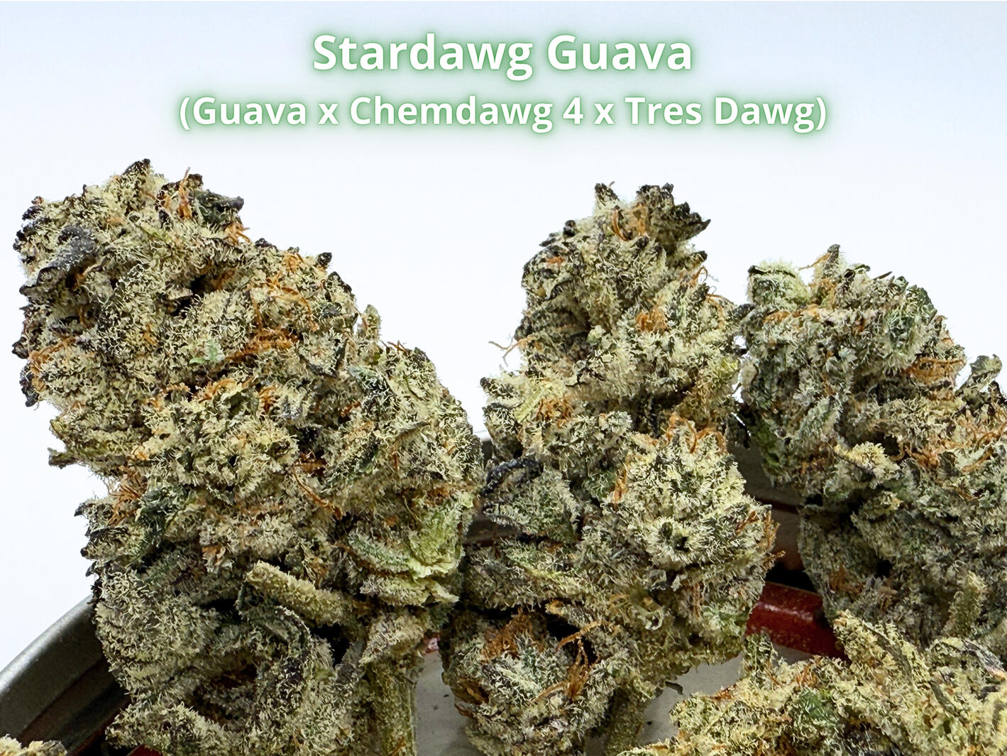 Stardawg Guava THCa Flower Premium Stardawg Guava THCa hemp flower